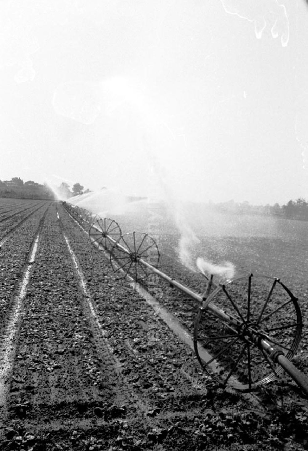 GDR image archive: Berlin-Wartenberg - Eine Bewässerungsanlage sorgt auf einem Feld der LPG 1.Mai in Berlin-Wartenberg für die stetige Beregnung des Gemüse.