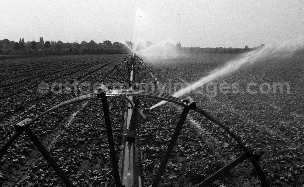 GDR image archive: Berlin - Eine Bewässerungsanlage sorgt auf einem Feld der LPG 1.Mai in Berlin-Wartenberg für die stetige Beregnung des Gemüse.