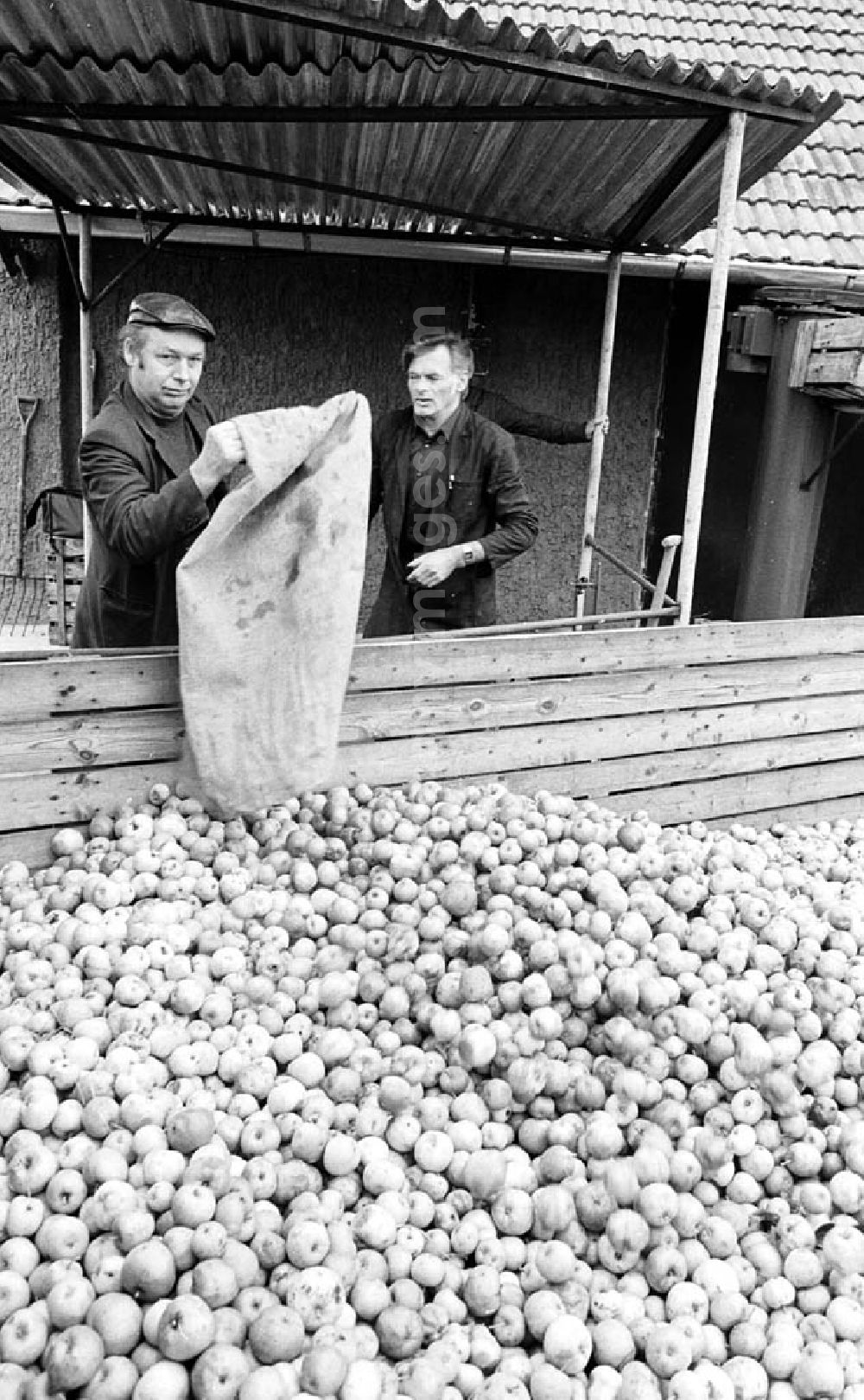 GDR photo archive: Hohen Neuendorf - Produktion in der Mosterei der Bäuerlichen Handelsgesellschaft / BHG in Hohen Neuendorf (Brandenburg). Äpfel liegen vor der Mosterei auf Sammelstelle, Arbeiter leert Sack mit Äpfeln darüber.