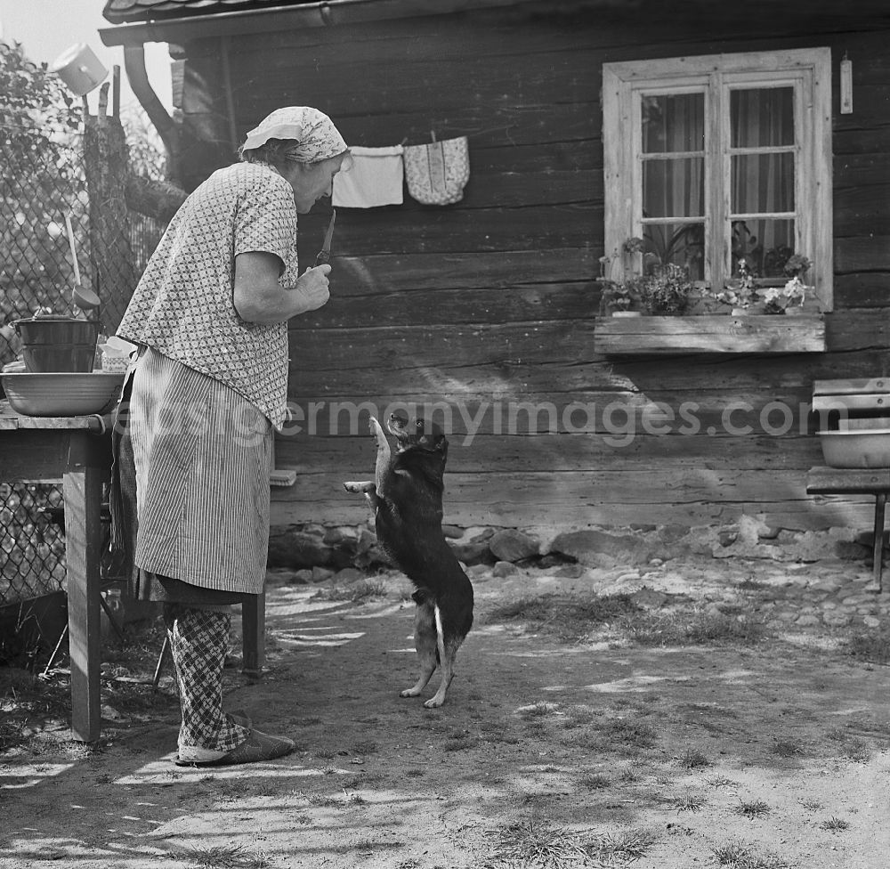 Haide: Building of an old historical farmhouse with a farmer's wife and her begging dog on two legs in Haide, Saxony on the territory of the former GDR, German Democratic Republic