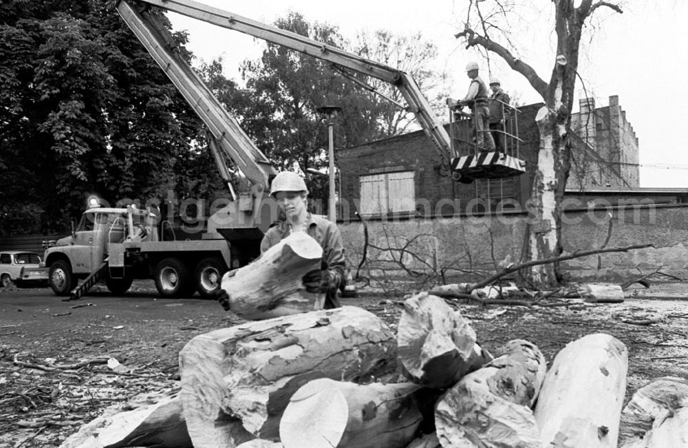 GDR photo archive: unbekannt - Bäume ausästen durch VEB (k) Stadtwirtschaft 26.