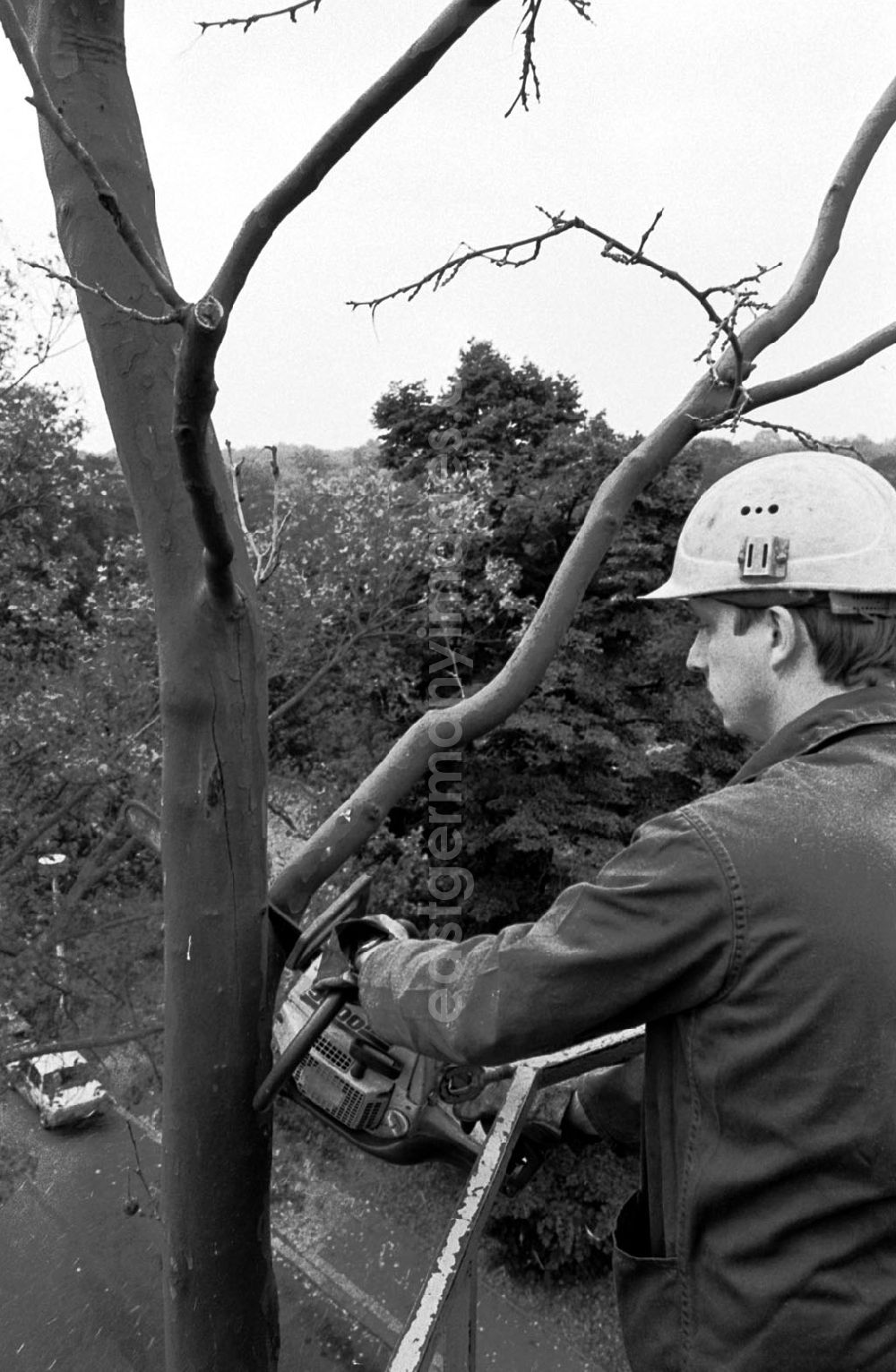 GDR picture archive: unbekannt - Bäume ausästen durch VEB (k) Stadtwirtschaft 26.