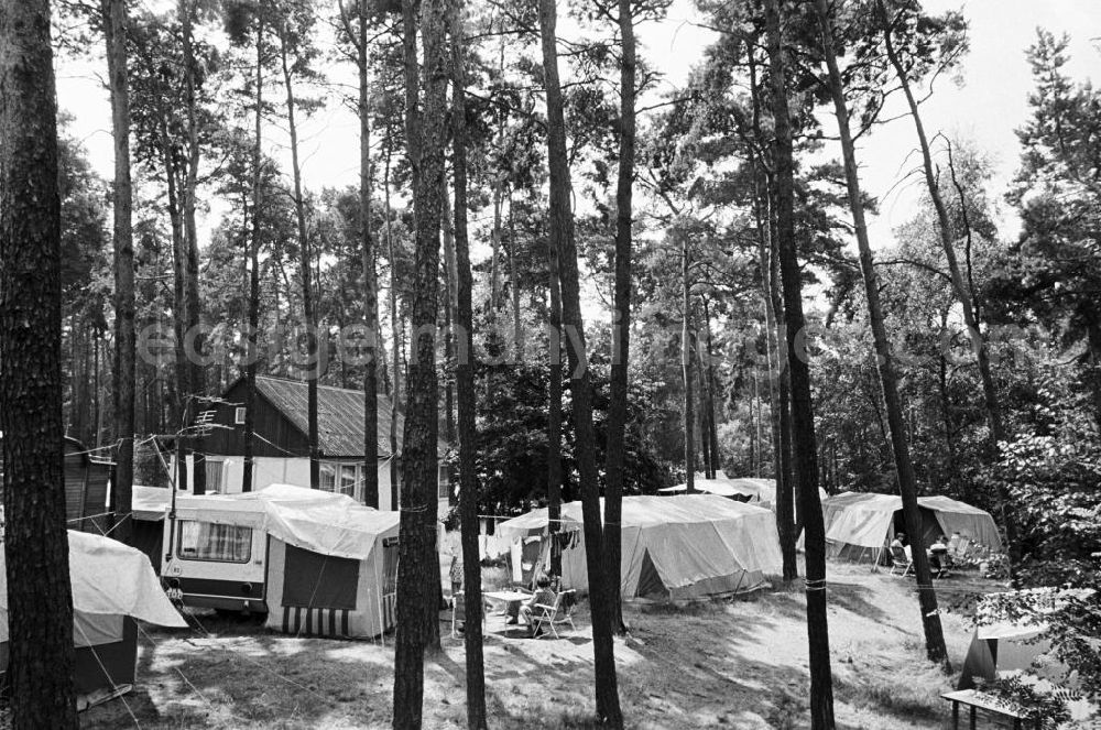 GDR photo archive: Berlin - Urlaub auf dem Campingplatz am Zeuthener See in Berlin-Schmöckwitz. Blick vorbei an Nadelbäumen / Fichten auf Zelte, Wohnwagen und einen Bungalow.