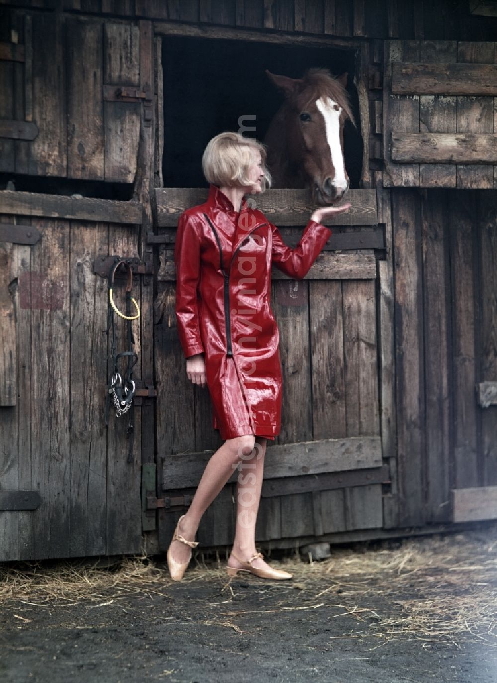 GDR picture archive: Berlin - Model shows the latest women's fashion in front of a horse stall in Berlin, the former capital of the GDR, German Democratic Republic