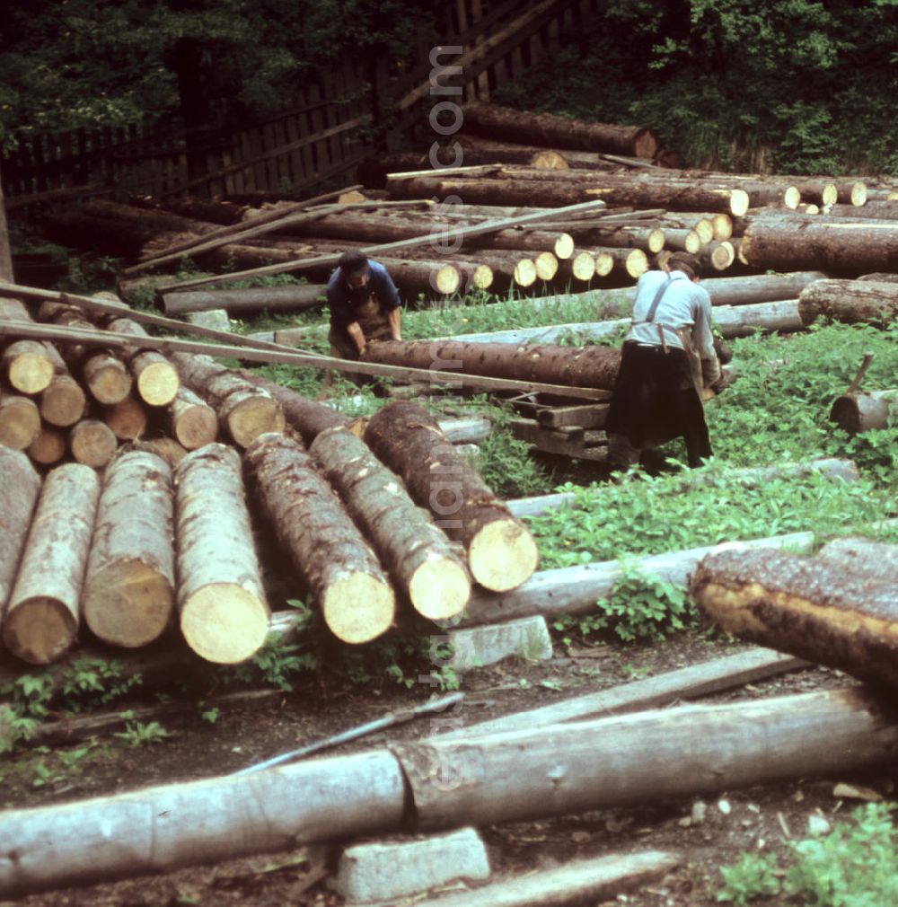 GDR photo archive: Katzhütte - Forstbetrieb des VEB Holzkombinat Werk Oberhammer in Katzhütte im Thüringer Wald. Der Thüringer Wald mit seinen Wander- und Erholungsmöglichkeiten war ein beliebtes Urlaubsziel in der DDR.