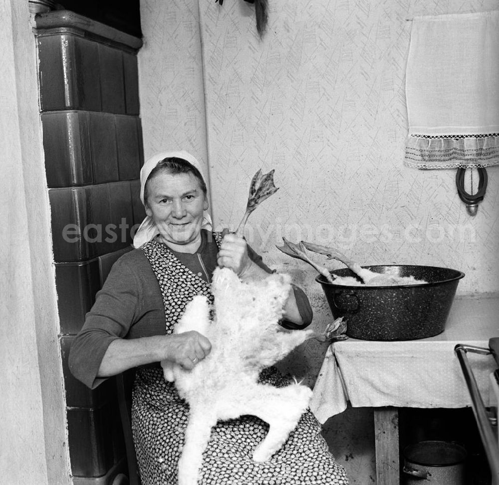 GDR picture archive: Hirschberg - Die Frau des Schusters beim Gänse rupfen in der Küche ihres Hauses in Sparnberg, Kreis Schleiz.