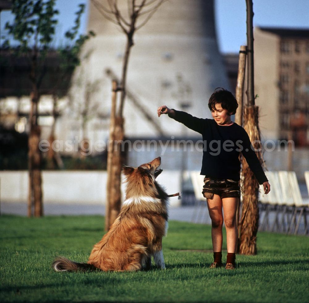 GDR picture archive: Berlin - Ein Junge spielt auf einer Rasenfläche am Berliner Fernsehturm mit seinem Hund. Auch in der DDR kannte jedes Kind den Kult-Collie Lassie und träumte davon, einen solchen Hund zu besitzen.