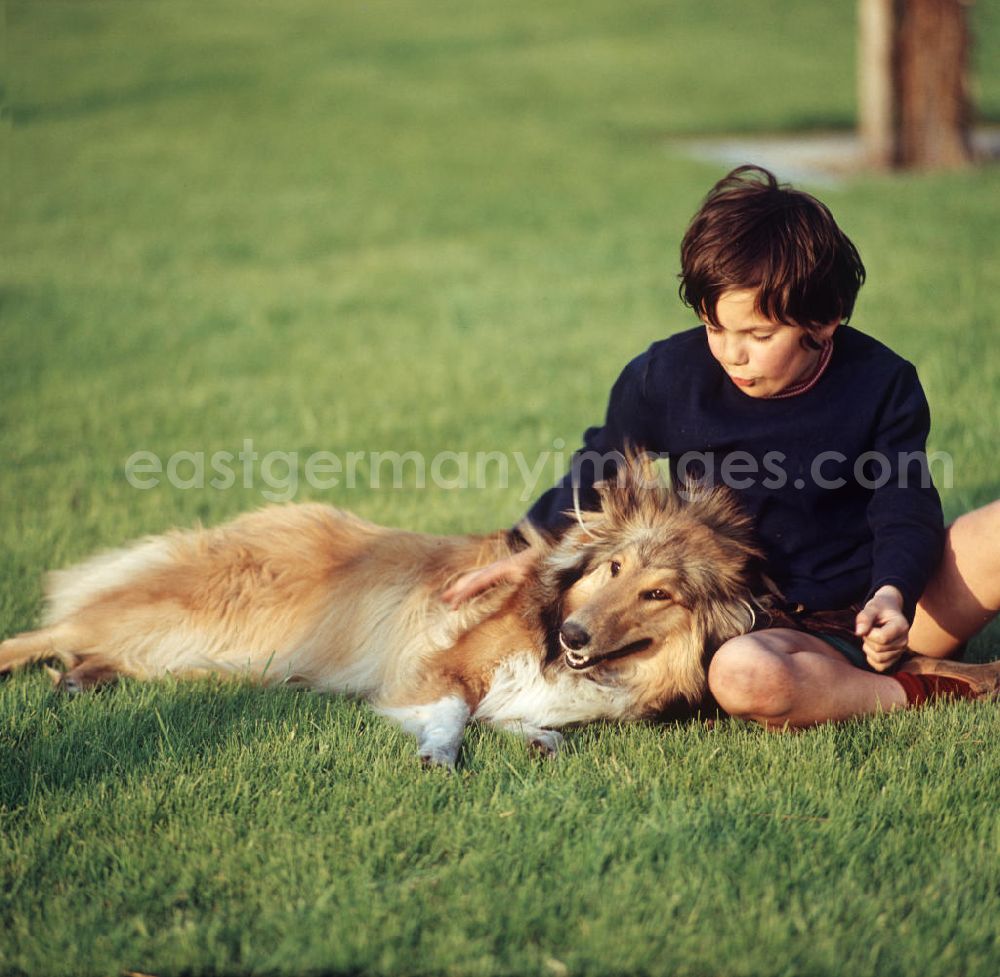 Berlin: Ein Junge kuschelt mit seinem Hund auf einer Rasenfläche am Berliner Fernsehturm. Auch in der DDR kannte jedes Kind den Kult-Collie Lassie und träumte davon, einen solchen Hund zu besitzen.