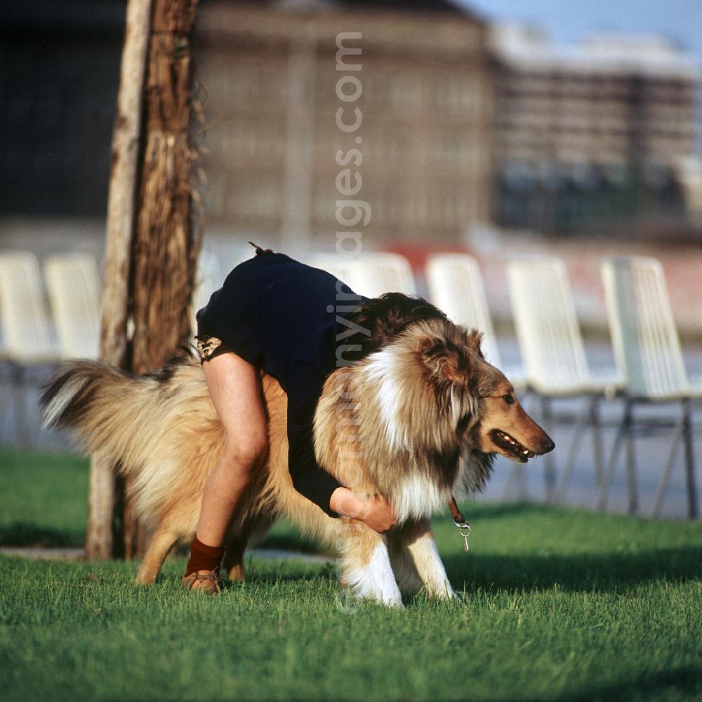 GDR picture archive: Berlin - Ein Junge sitzt auf dem Rücken seines Hundes auf einer Rasenfläche am Berliner Fernsehturm. Auch in der DDR kannte jedes Kind den Kult-Collie Lassie und träumte davon, einen solchen Hund zu besitzen.