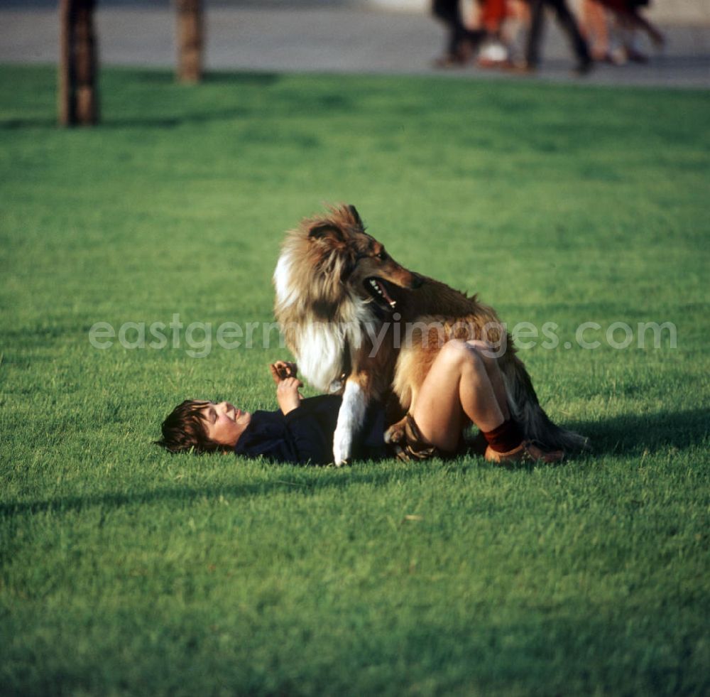 Berlin: Ein Junge spielt auf einer Rasenfläche am Berliner Fernsehturm mit seinem Hund. Auch in der DDR kannte jedes Kind den Kult-Collie Lassie und träumte davon, einen solchen Hund zu besitzen.
