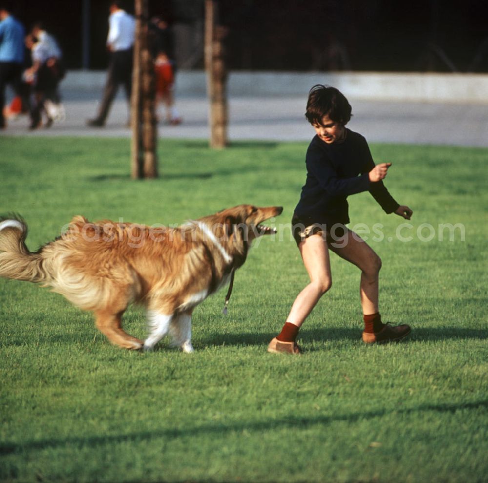 GDR image archive: Berlin - Ein Junge spielt auf einer Rasenfläche am Berliner Fernsehturm mit seinem Hund. Auch in der DDR kannte jedes Kind den Kult-Collie Lassie und träumte davon, einen solchen Hund zu besitzen.