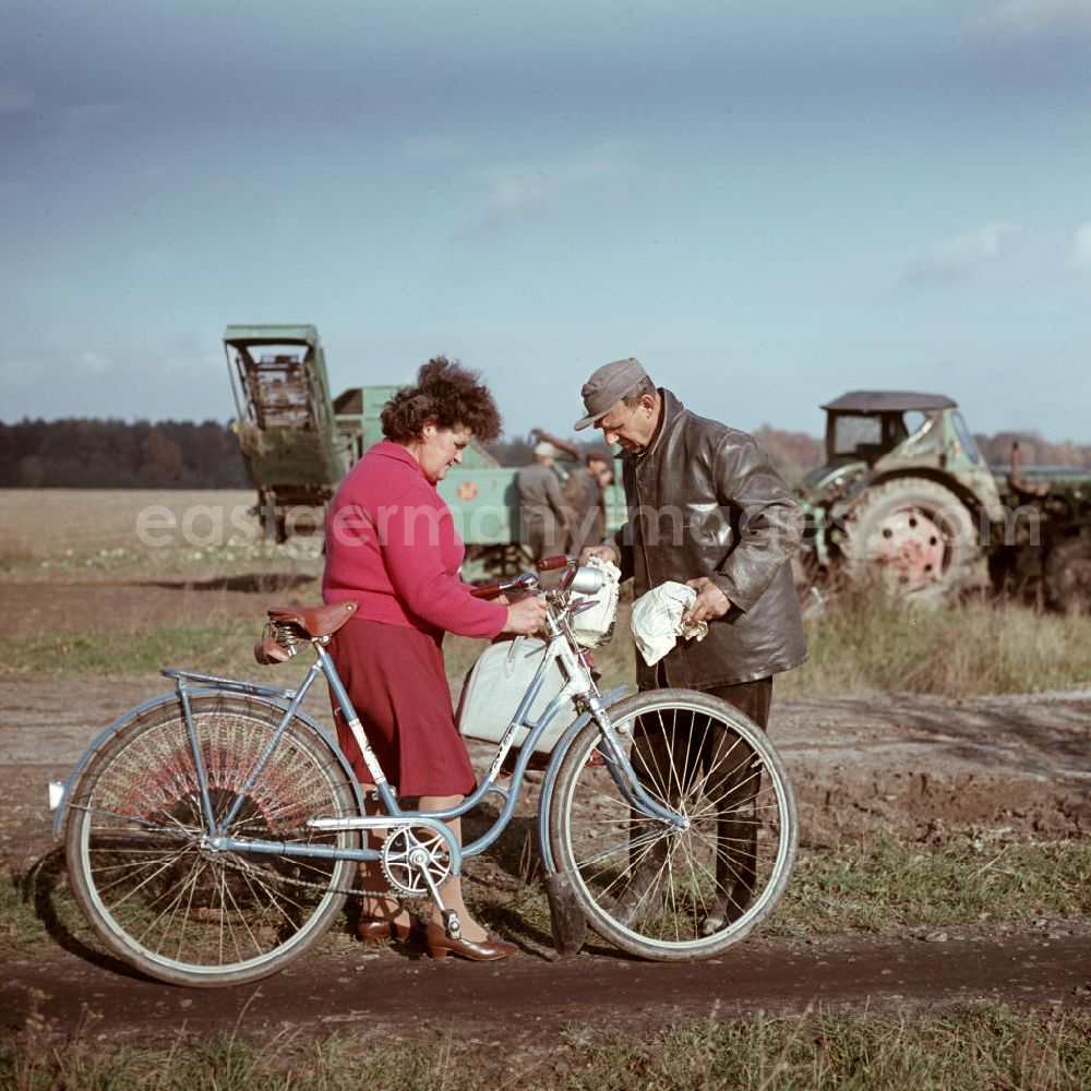 GDR image archive: Groß-Behnitz - Eine Frau bringt den Bauern bei der Rübenernte das Mittagessen auf ein Feld der LPG Groß Behnitz.