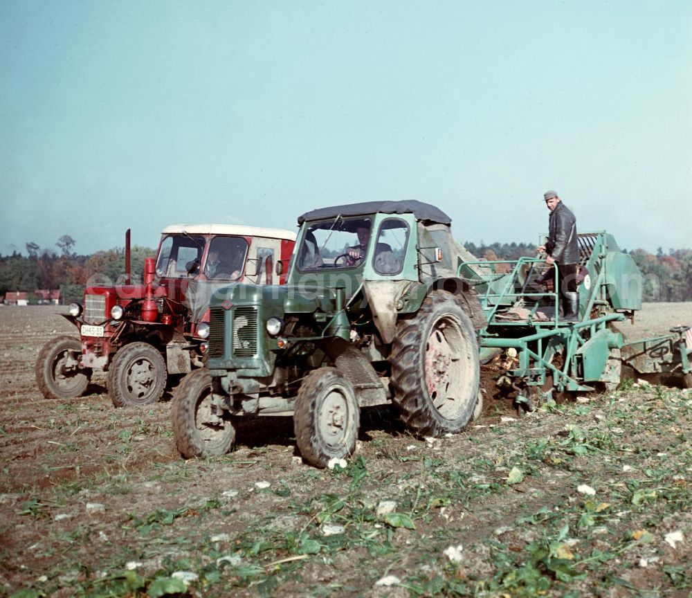 GDR picture archive: Groß-Behnitz - Bauern bei der Rübenernte mit einem Rübenroder auf einem Feld der LPG Groß Behnitz.