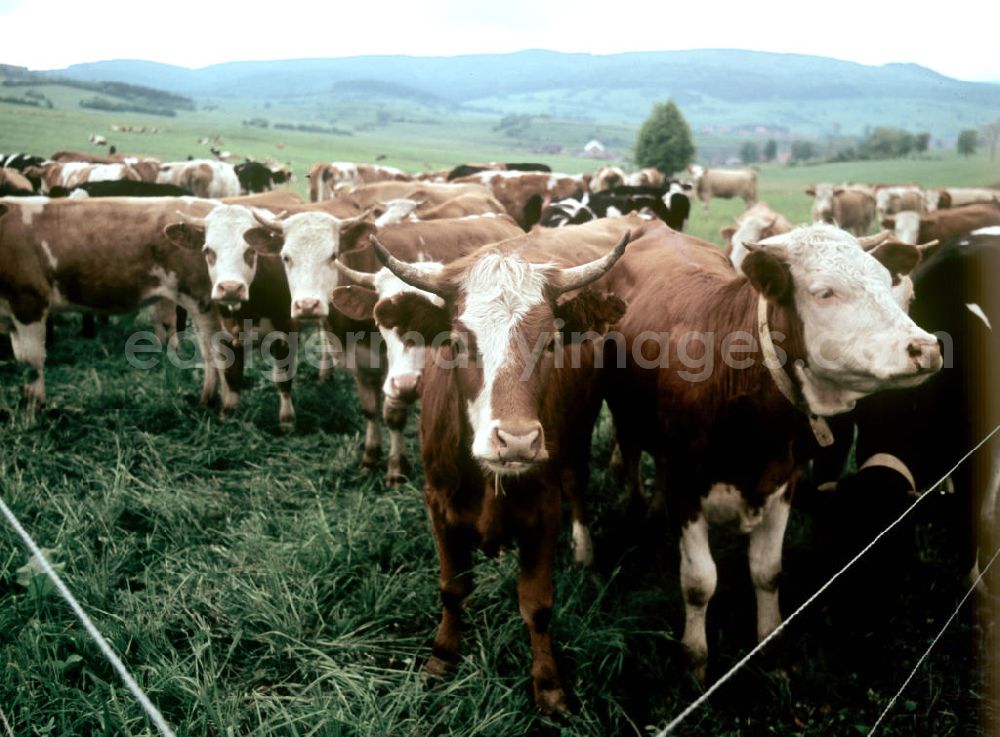 Deesbach: Kühe auf einer Weide bei Brotterode am Inselsberg im Thüringer Wald. Der Thüringer Wald mit seinen Wander- und Erholungsmöglichkeiten war ein beliebtes Urlaubsziel in der DDR.
