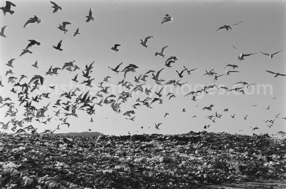 GDR photo archive: Selmsdorf - Seagulls fly over the waste dump of the Ihlenberg landfill, former VEB landfill Schoenberg in Selmsdorf in the state Mecklenburg-Western Pomerania