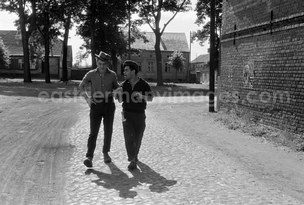 Paaren im Glien: The Actor Ingolf Gorges (left) during a student harvesting operation in Paaren im Glien in the state Brandenburg on the territory of the former GDR, German Democratic Republic