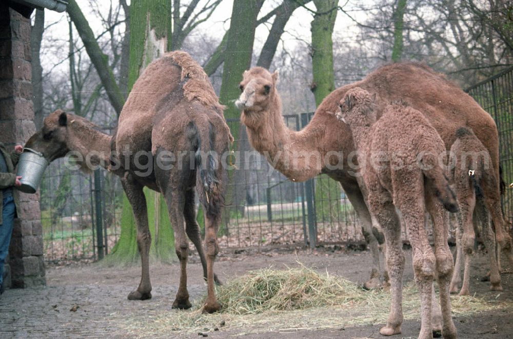 Berlin : Tierpark Berlin. Im Bild: Dromedar / Kamel mit Jungtier. Im Hintergrund füttert ein Pfleger ein anderes Tier.