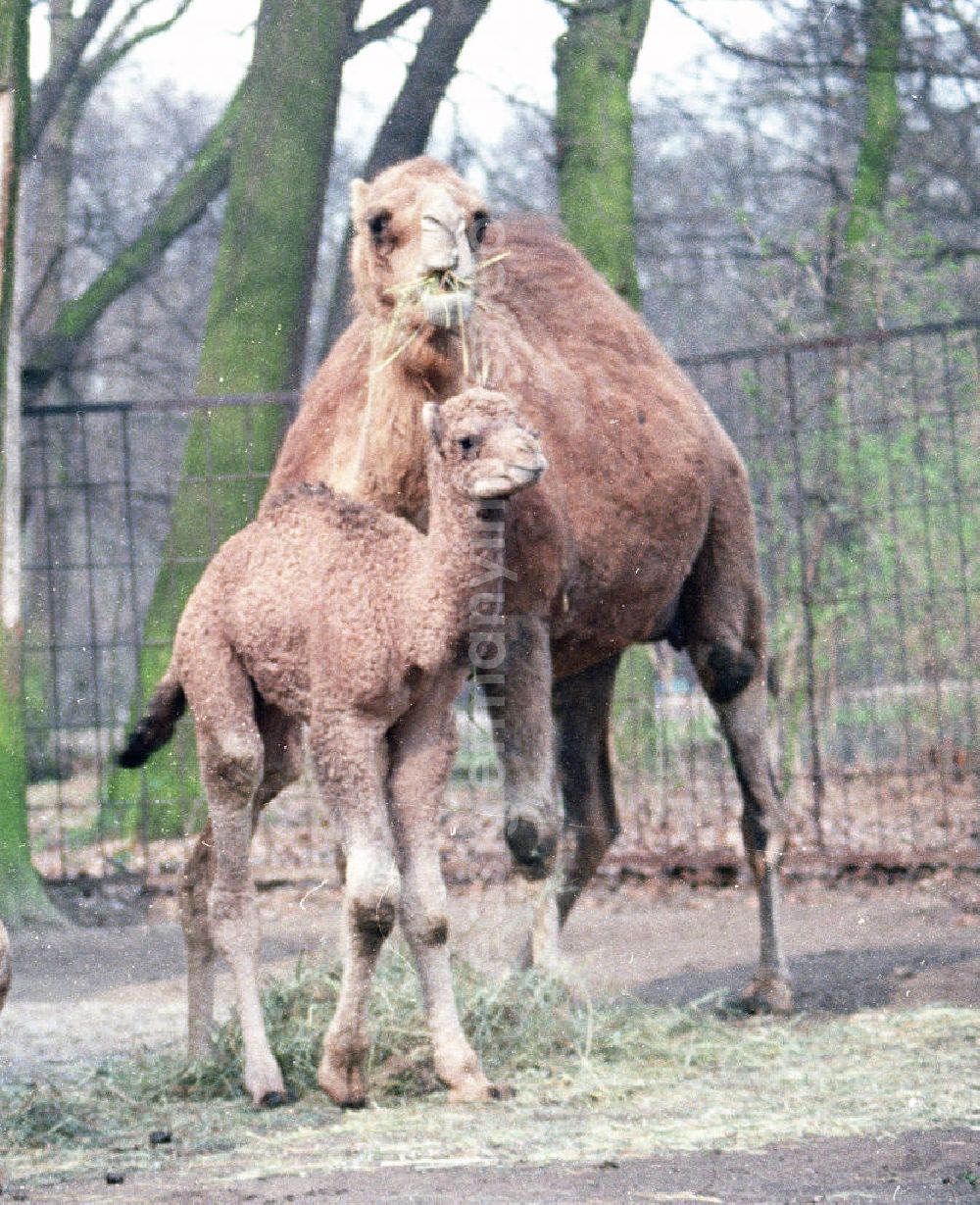 GDR image archive: Berlin - Tierpark Berlin. Im Bild: Dromedar / Kamel mit Jungtier.