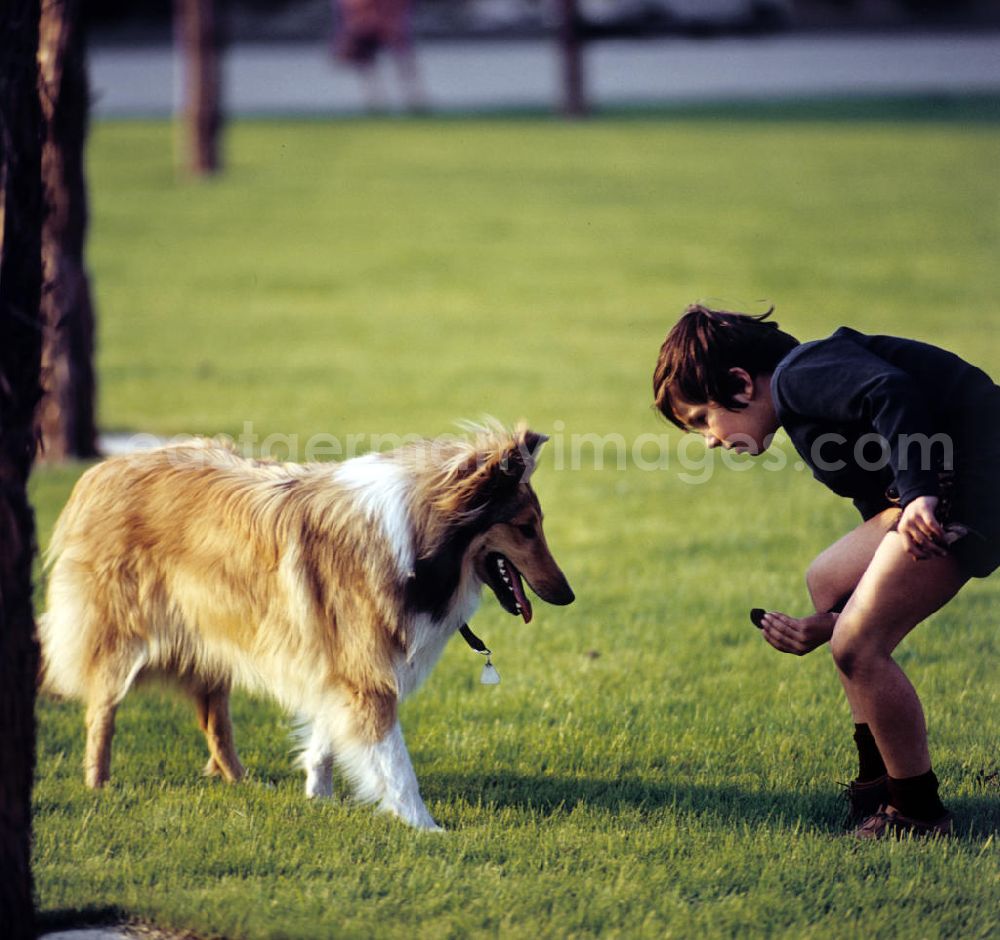 GDR image archive: Berlin - Ein Junge übt in einem Berliner Park mit seinem Hund Kunststücke. Auch in der DDR kannte jedes Kind den Kult-Collie Lassie und träumte davon, einen solchen Hund zu besitzen.