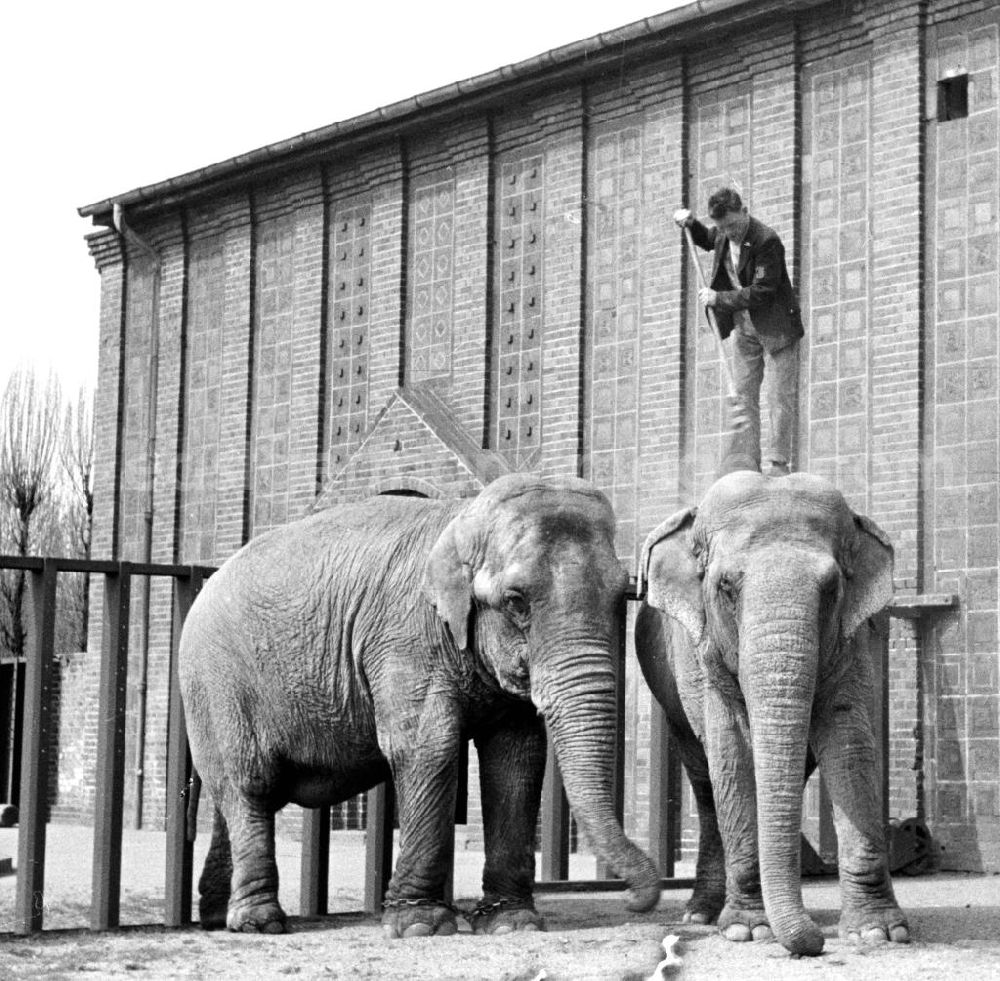 GDR photo archive: Leipzig - Die Elefanten des Zoo in Leipzig erhalten von ihrem Pfleger eine Spezialreinigung.