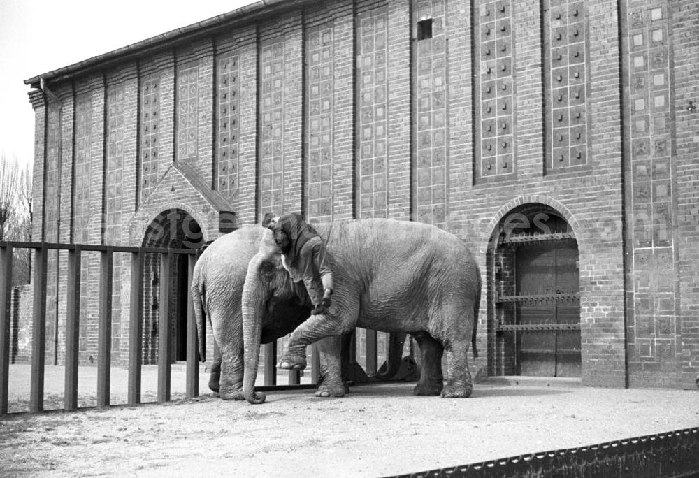 GDR picture archive: Leipzig - Die Elefanten des Zoo in Leipzig erhalten von ihrem Pfleger eine Spezialreinigung.