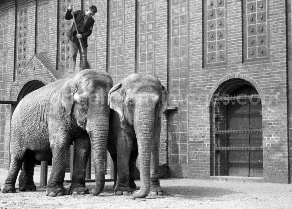 Leipzig: Die Elefanten des Zoo in Leipzig erhalten von ihrem Pfleger eine Spezialreinigung.