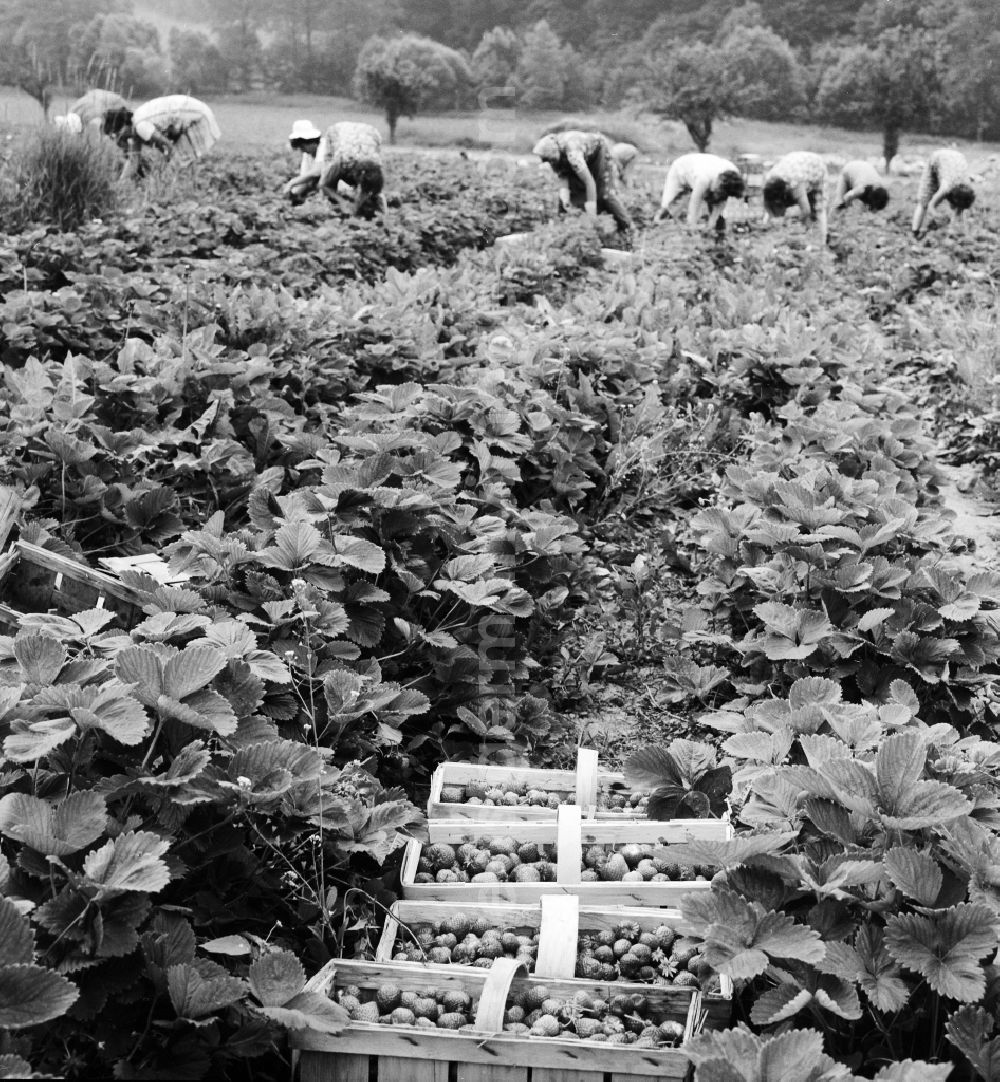 GDR picture archive: Lindewerra - Strawberries harvest in Lindewerra in the federal state Thuringia in the area of the former GDR, German democratic republic