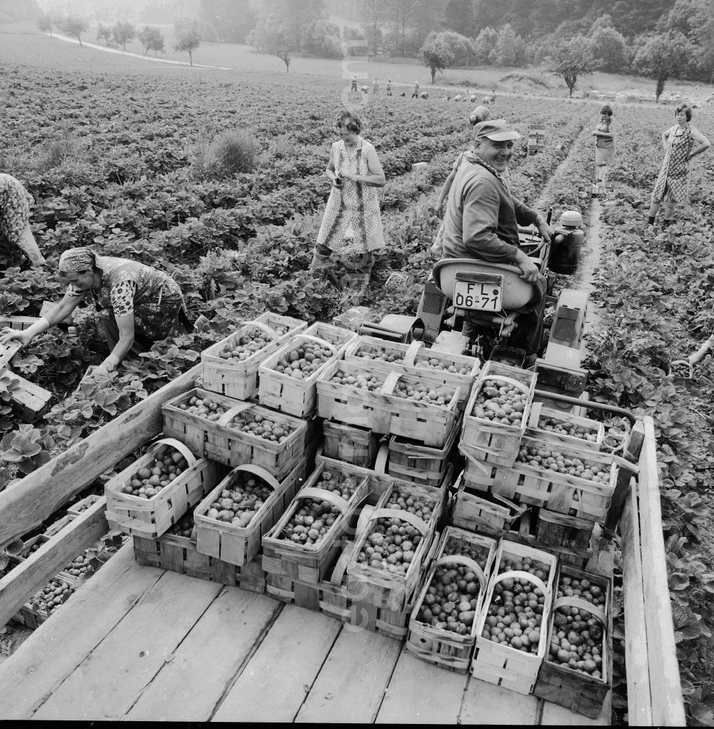 Lindewerra: Strawberries harvest in Lindewerra in the federal state Thuringia in the area of the former GDR, German democratic republic