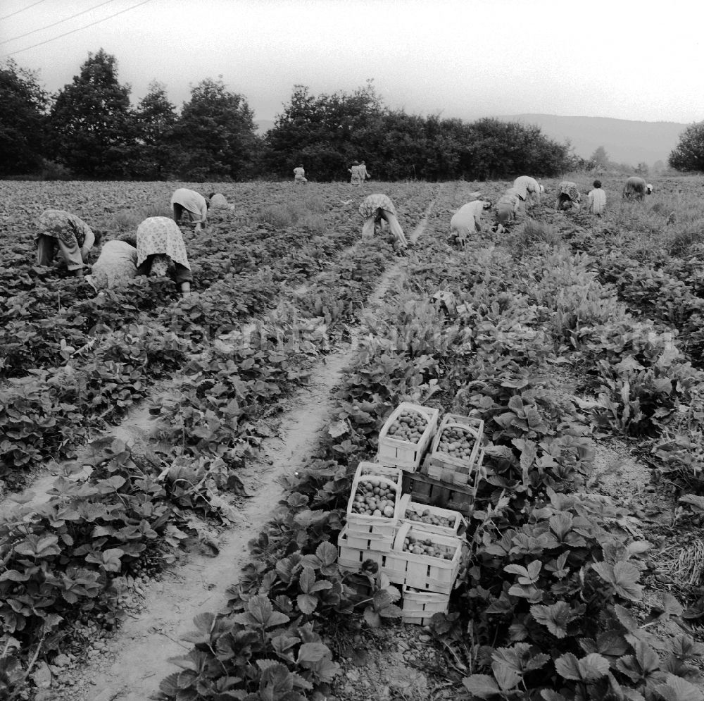 GDR photo archive: Lindewerra - Strawberries harvest in Lindewerra in the federal state Thuringia in the area of the former GDR, German democratic republic