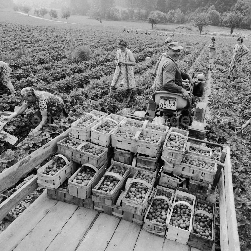 GDR photo archive: Lindewerra - Strawberries harvest in Lindewerra in the federal state Thuringia in the area of the former GDR, German democratic republic