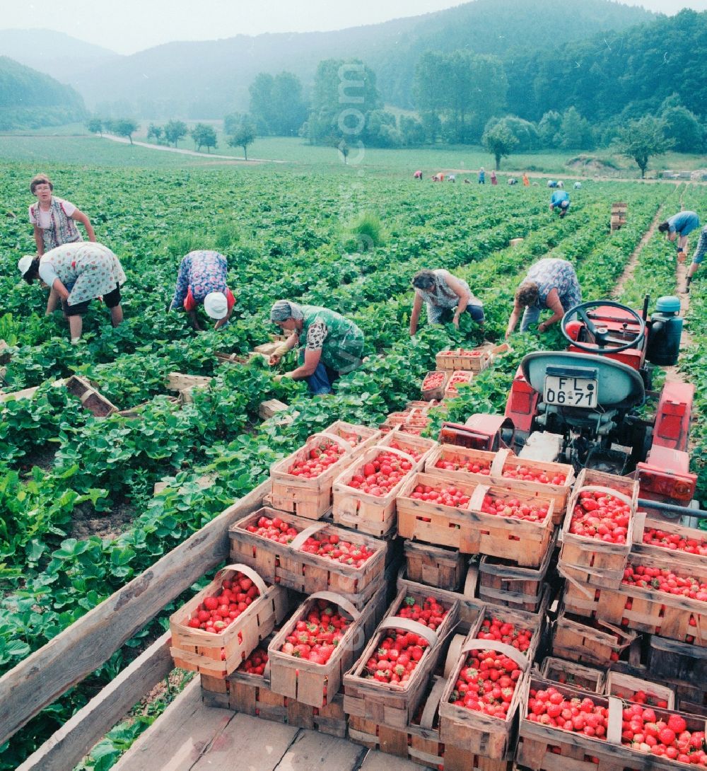 GDR picture archive: Lindewerra - Strawberries harvest in Lindewerra in the federal state Thuringia in the area of the former GDR, German democratic republic