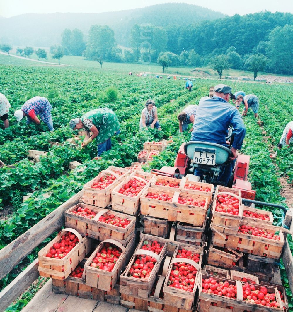 Lindewerra: Strawberries harvest in Lindewerra in the federal state Thuringia in the area of the former GDR, German democratic republic