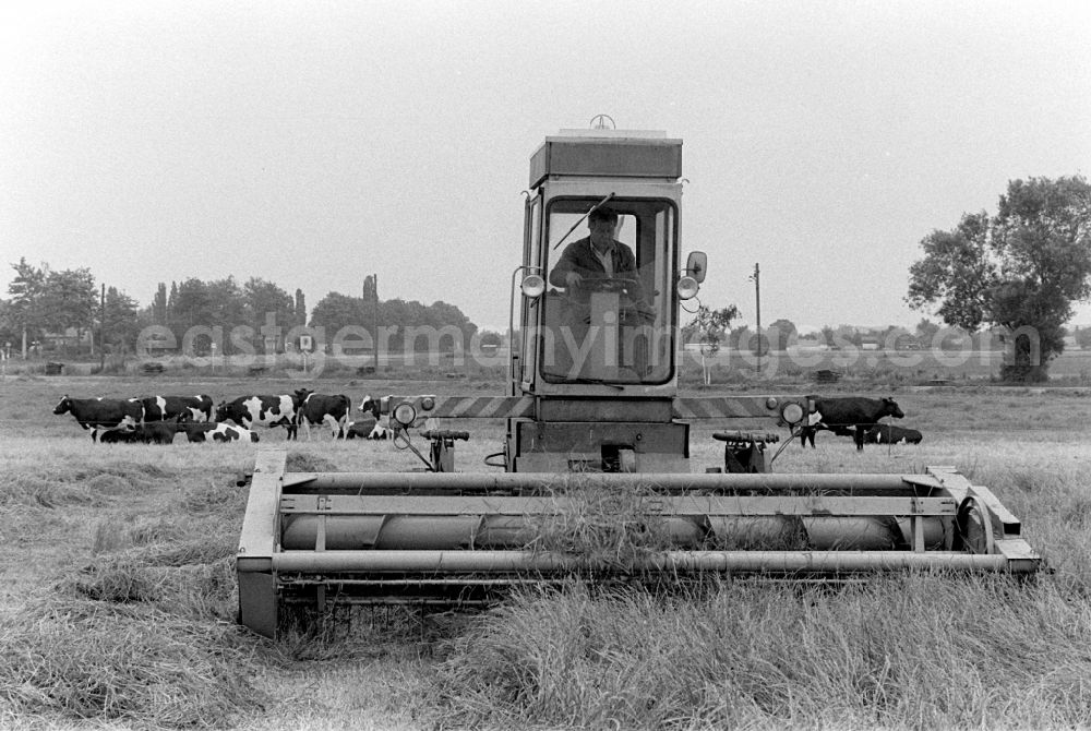 GDR picture archive: Berlin - Grünfutterernte / Futterernte / Ernte mit Mähdrescher und Kühe im Hintergrund in der LPG (Landwirtschaftliche Produktionsgenossenschaft) 1. Mai in Wartenberg.