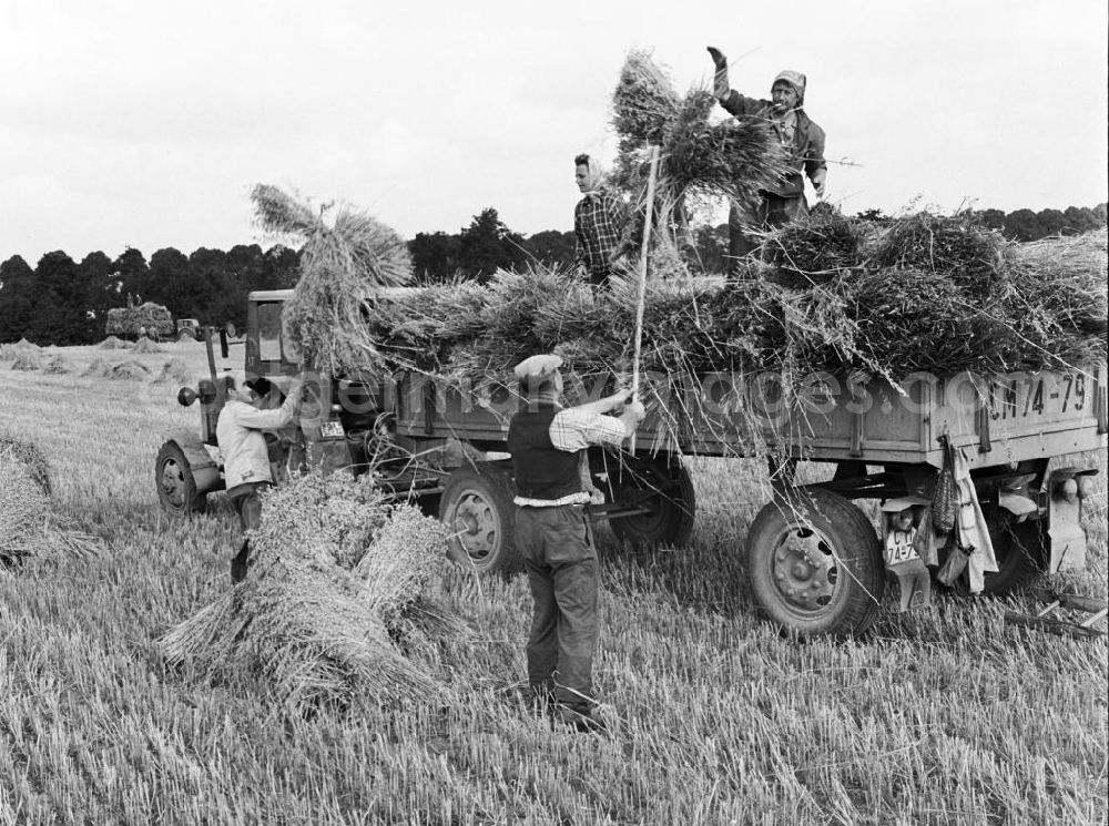 Prenzlau: Erntehelfer / Arbeiter beladen Hänger mit Heu / Stroh während der Ernte auf einem Feld im Kreis Prenzlau in Brandenburg.