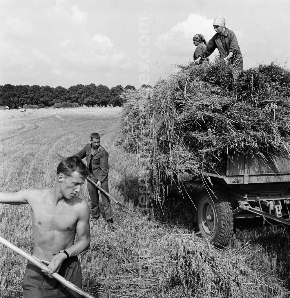 GDR image archive: Prenzlau - Erntehelfer / Arbeiter beladen Hänger mit Heu / Stroh während der Ernte auf einem Feld im Kreis Prenzlau in Brandenburg.