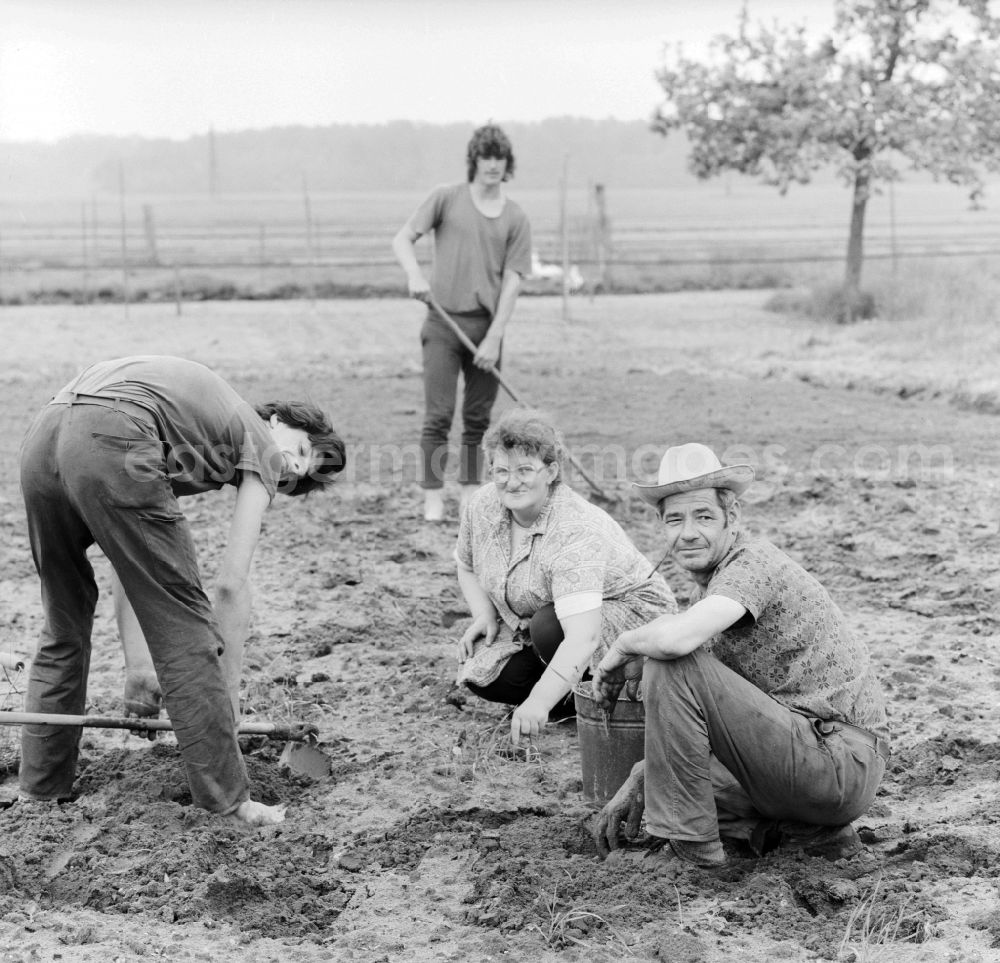 GDR photo archive: Birkholz - A family in field work in Birkholz in Saxony-Anhalt on the territory of the former GDR, German Democratic Republic