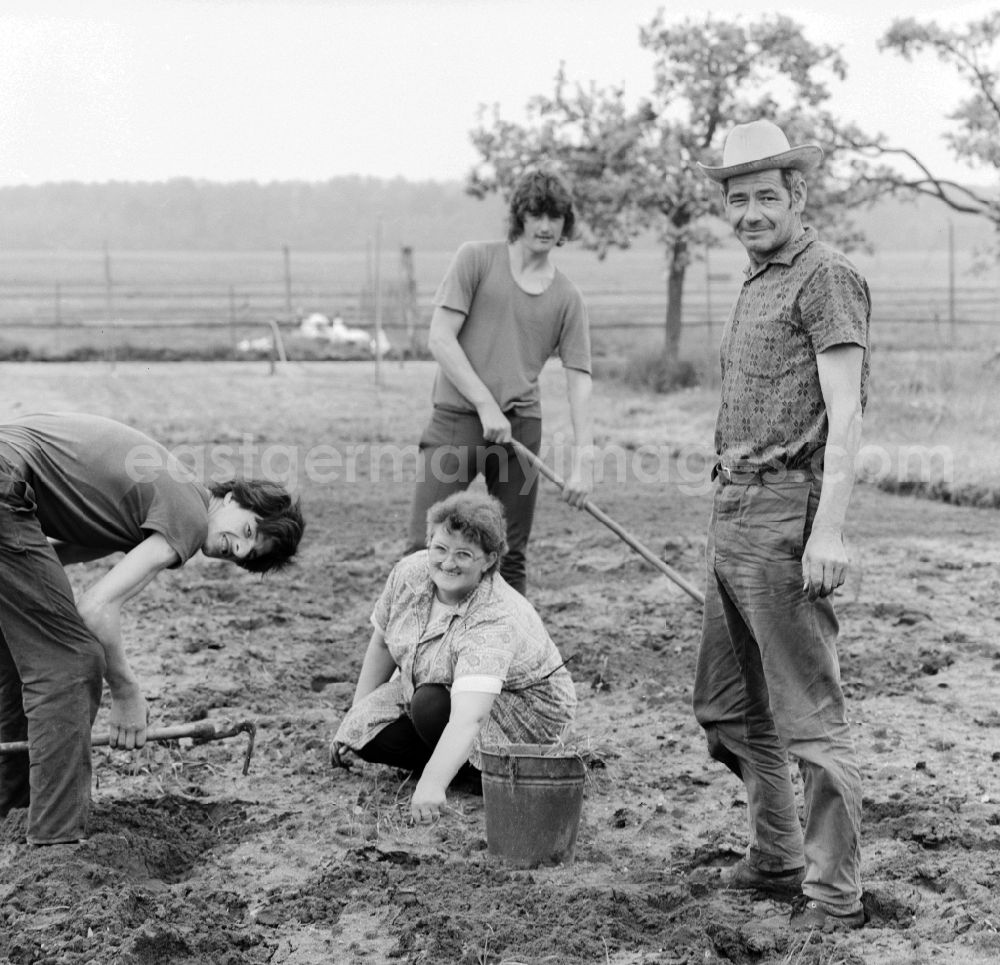 GDR picture archive: Birkholz - A family in field work in Birkholz in Saxony-Anhalt on the territory of the former GDR, German Democratic Republic