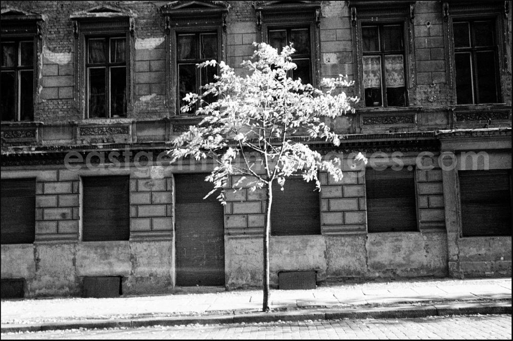 GDR picture archive: Berlin - Decaying plaster and masonry areas on the facade with a flowering tree as a contrast in the Prezlauer Berg district in Berlin East Berlin in the area of the former GDR, German Democratic Republic