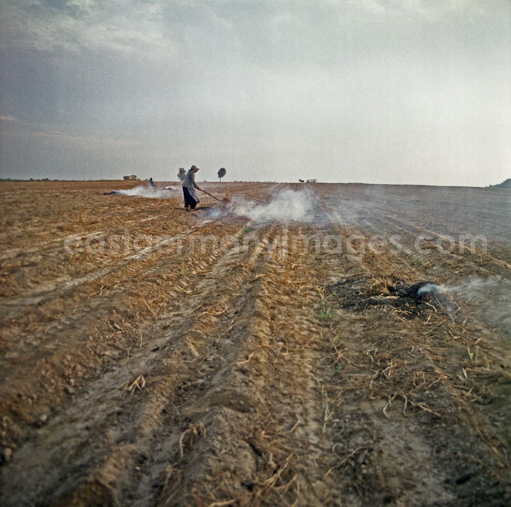 Wittichenau: Potato fire in the stubble field after harvest in a field in Wittichenau, Saxony on the territory of the former GDR, German Democratic Republic
