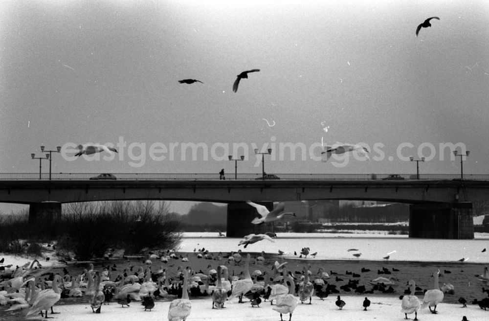 GDR image archive: - Frankfurt / Oder Odereis / Schwäne Umschlagnummer: 718