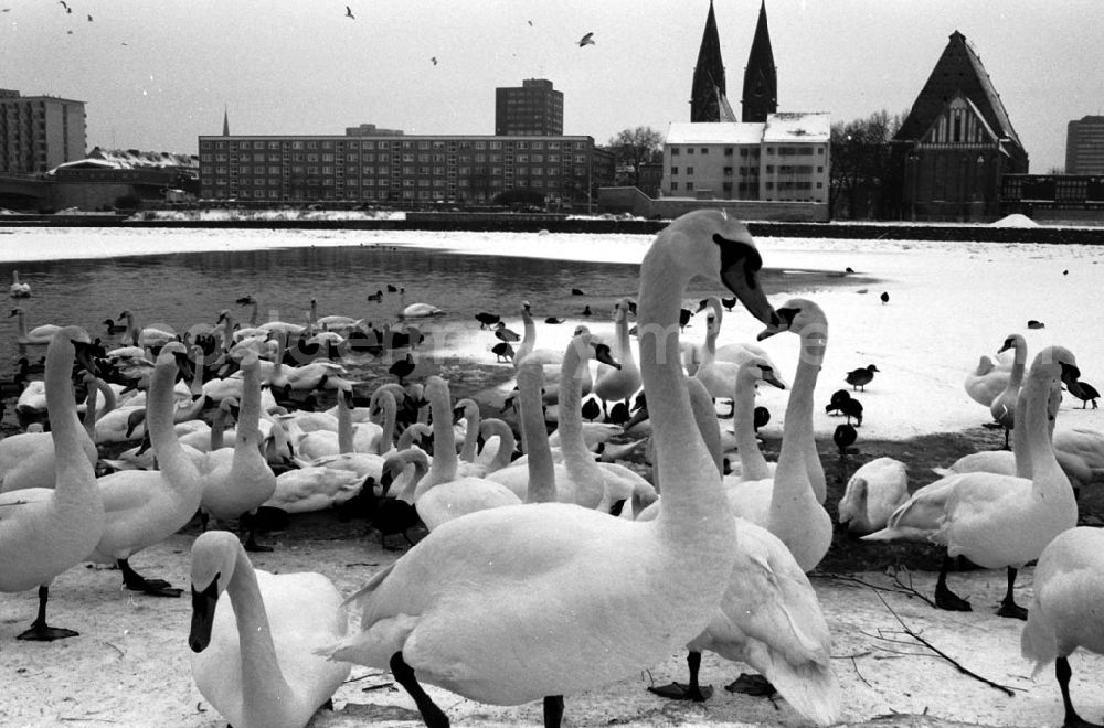GDR photo archive: - Frankfurt / Oder Odereis / Schwäne Umschlagnummer: 718