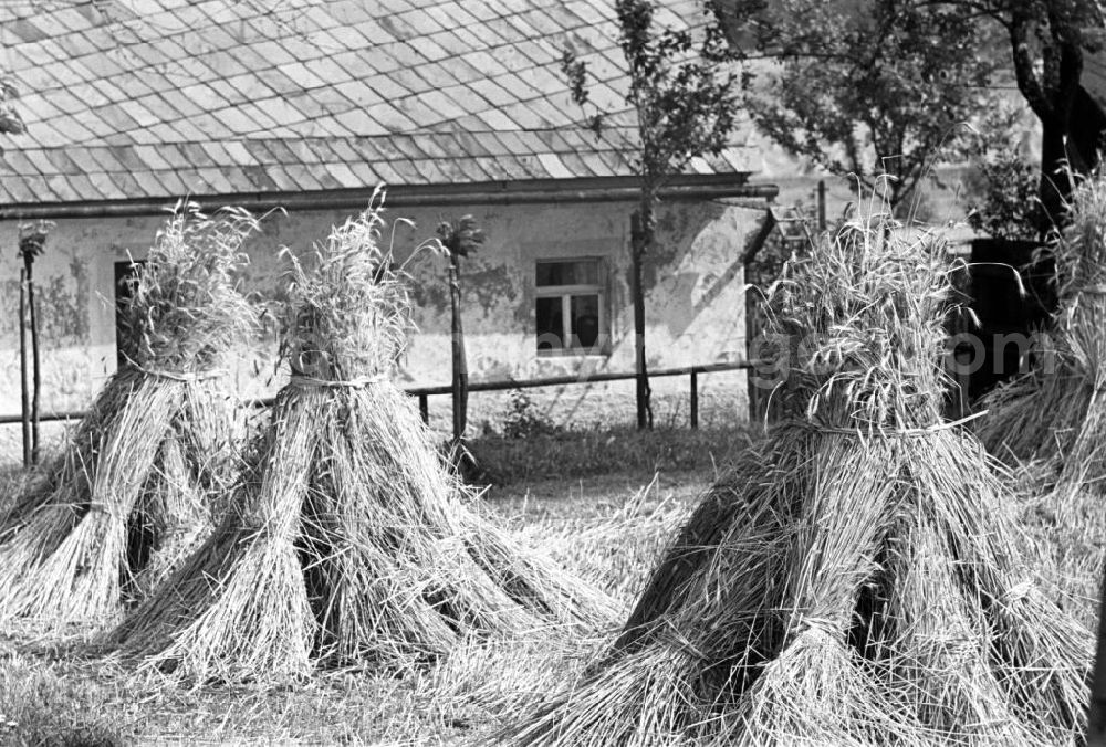 GDR picture archive: Freiberg - Getreidegarben stehen vor einem Haus in einem Dorf in der Nähe von Freiberg im Erzgebirge.