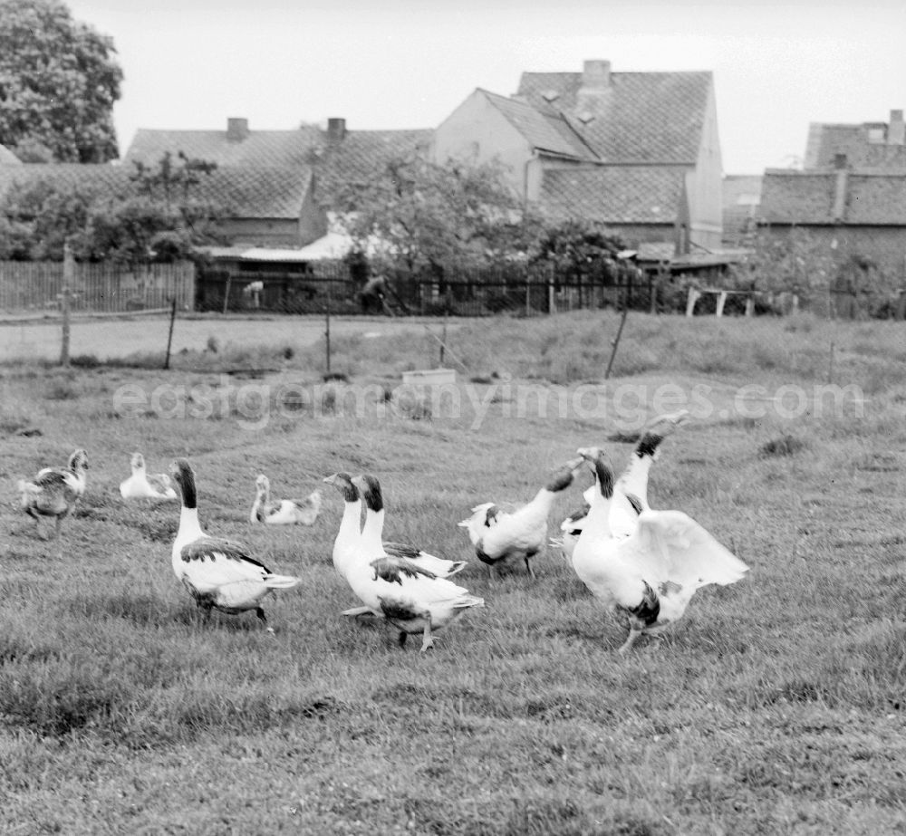 Birkholz: Freewheeling geese on a lawn in Birkholz in Saxony-Anhalt on the territory of the former GDR, German Democratic Republic