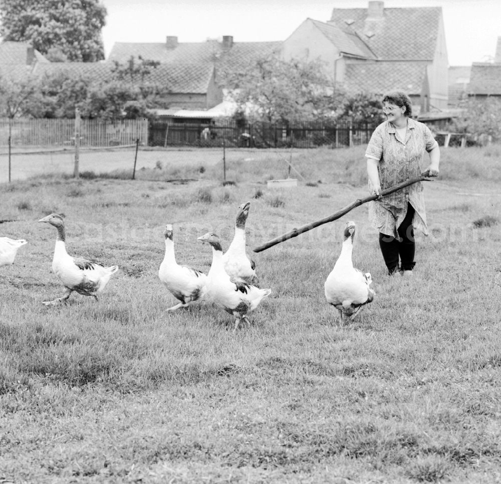 GDR image archive: Birkholz - Freewheeling geese on a lawn in Birkholz in Saxony-Anhalt on the territory of the former GDR, German Democratic Republic