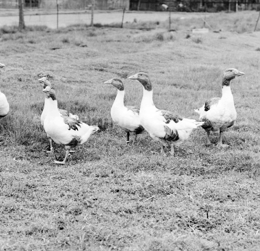 GDR photo archive: Birkholz - Freewheeling geese on a lawn in Birkholz in Saxony-Anhalt on the territory of the former GDR, German Democratic Republic