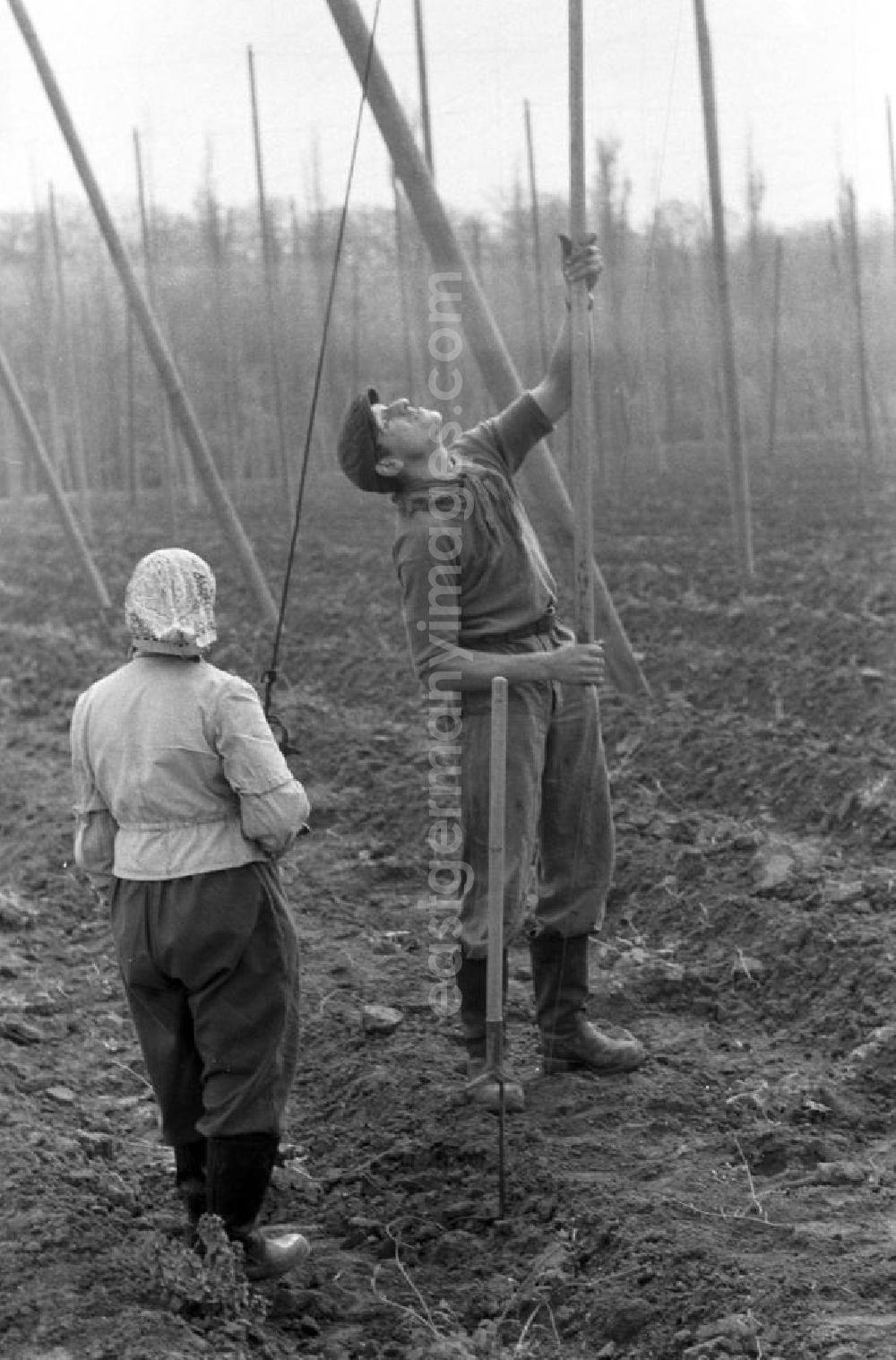 GDR photo archive: Leipzig - Ein Arbeiter und eine Arbeiterin errichten Drahtgestelle für den Anbau von Hopfen auf einem Feld in der Nähe von Leipzig.