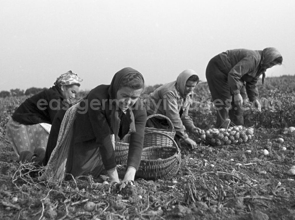 GDR photo archive: Freyburg - Frauen bei der Kartoffelernte auf einem Feld in der Nähe von Freyburg.
