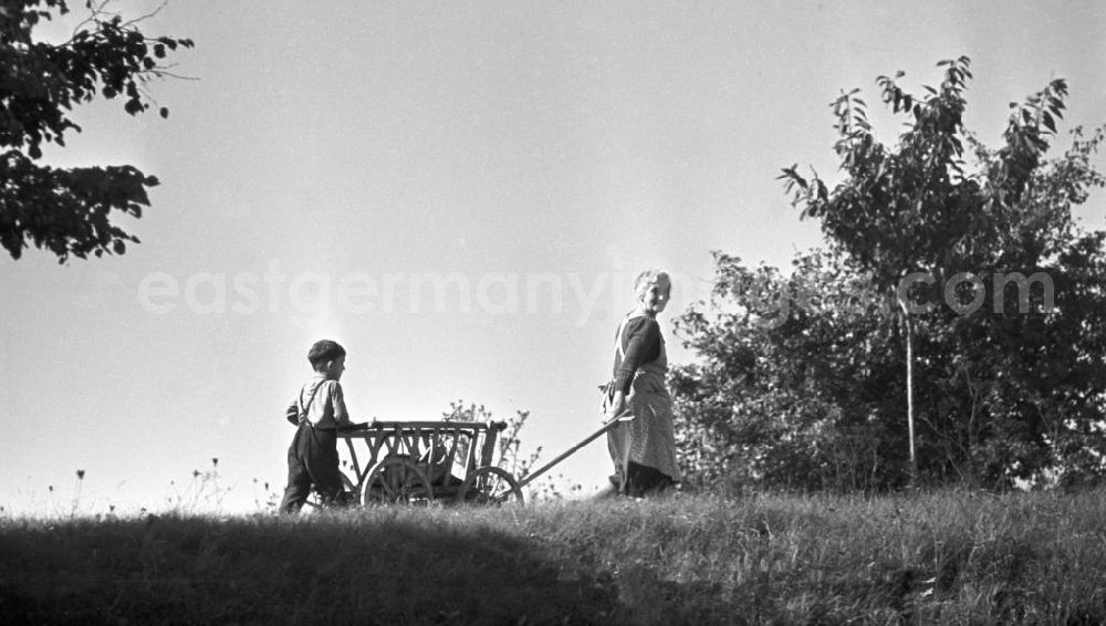 GDR photo archive: Freyburg - Eine Frau und eine Junge haben mit einem Leiterwagen das Mittagessen zu den hungrigen Bauern und Bäuerinnen auf das Feld gebracht, aufgenommen 196