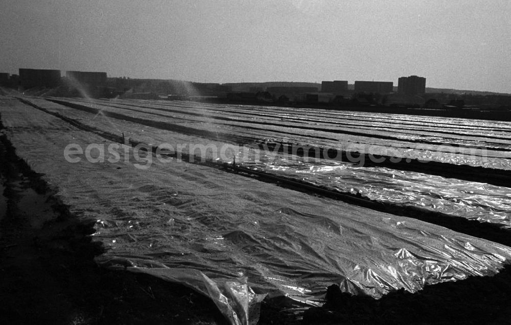 GDR image archive: Erfurt - Frühgemüse auf dem Feld unter Folie wird gewässert.