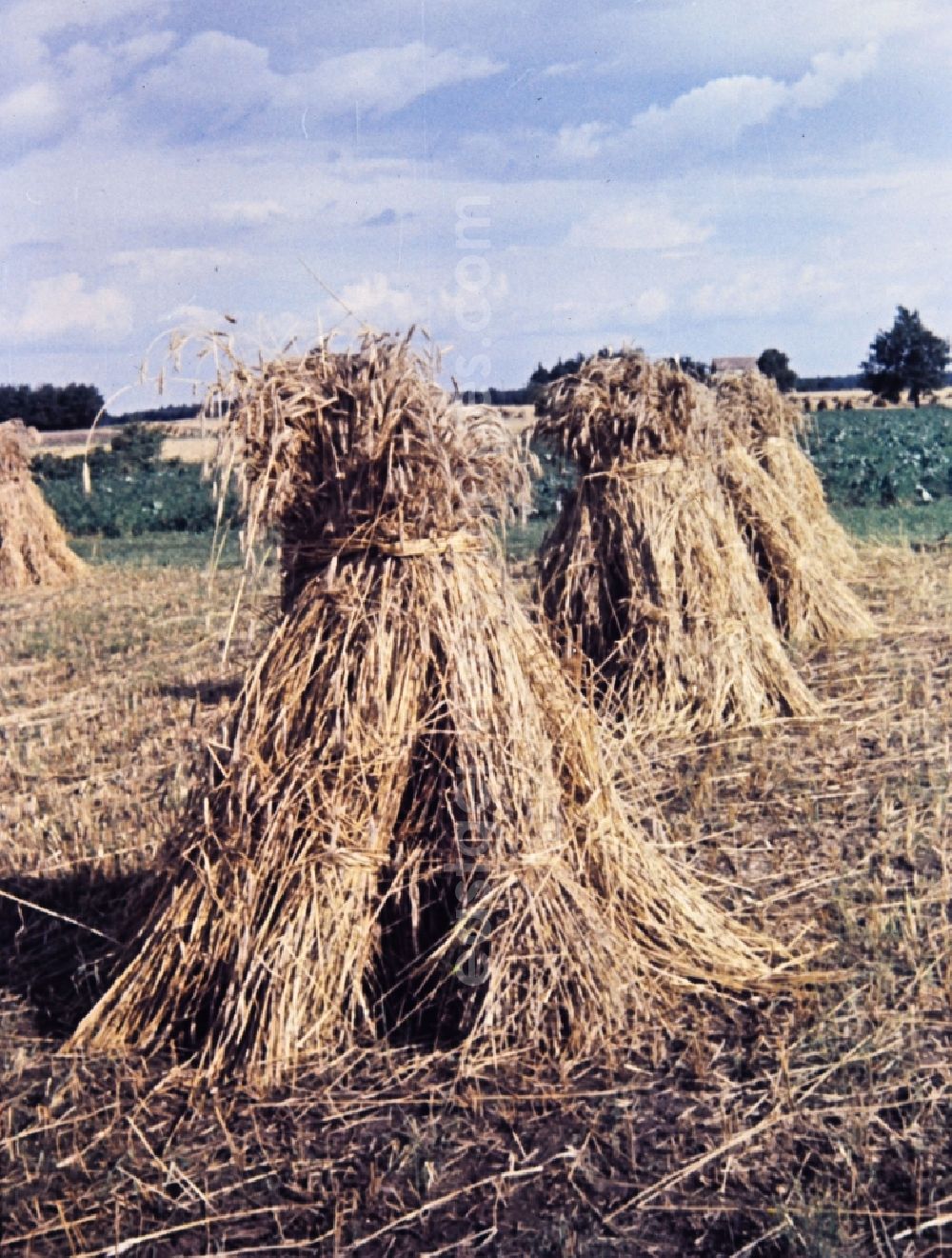 GDR image archive: Teicha - Farmers harvesting grain and sheaf laying on a harvested field in Teicha in the state Saxony on the territory of the former GDR, German Democratic Republic
